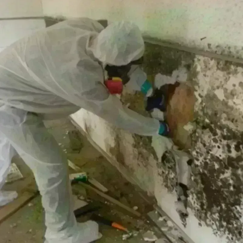 Mold Remediation and Removal in Rhinebeck, NY